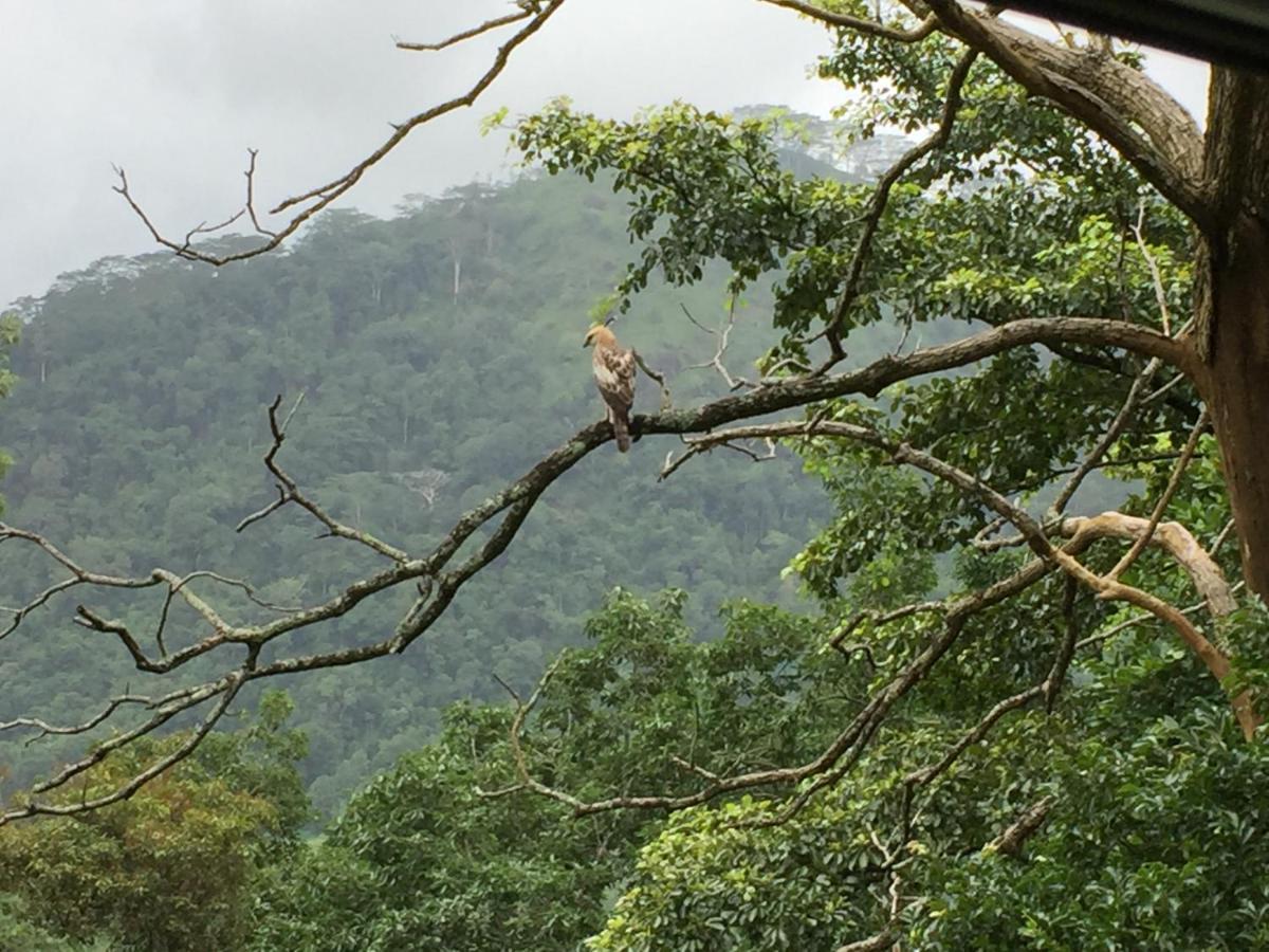 Rohana Estate Lodging & Camping Kandy Eksteriør billede