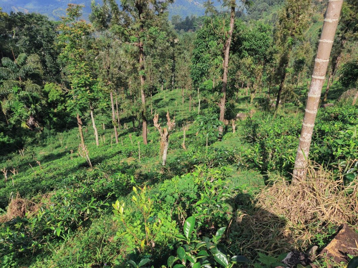 Rohana Estate Lodging & Camping Kandy Eksteriør billede