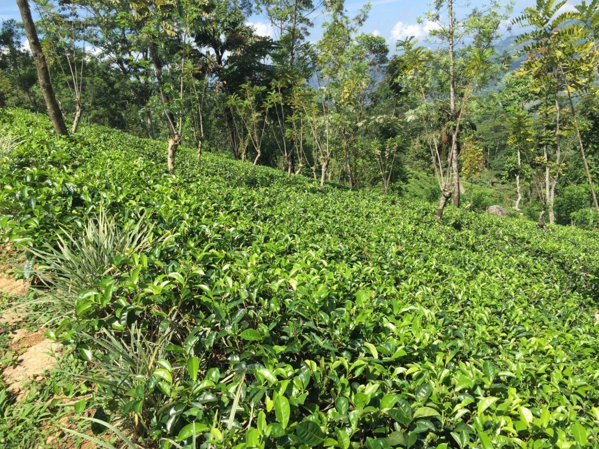 Rohana Estate Lodging & Camping Kandy Eksteriør billede